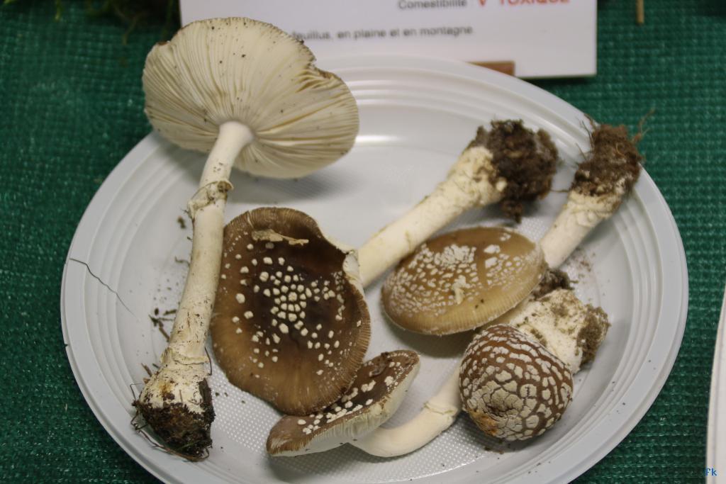 Amanite panthère Amanite panthère