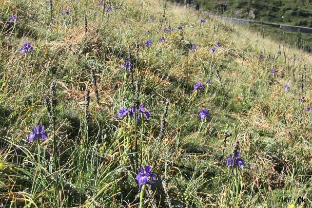 Iris bleue des Pyrénées
