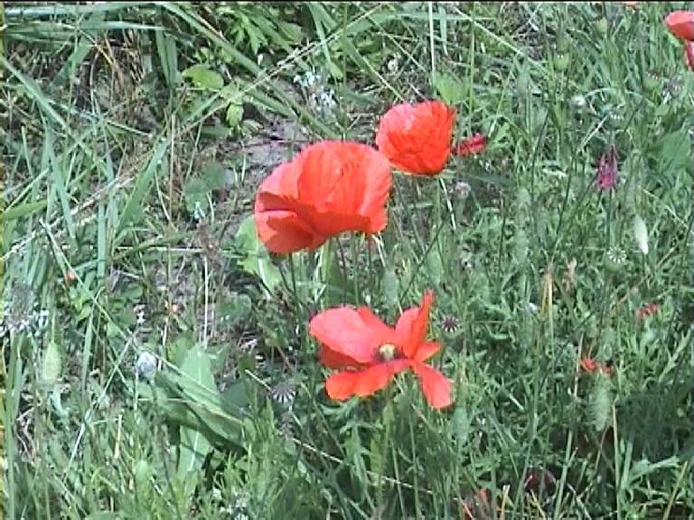 Coquelicot
